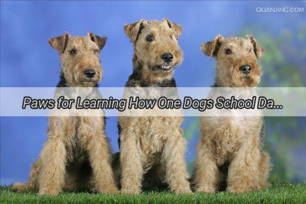 Paws for Learning How One Dogs School Day Sparked a Heartwarming Journey of Education and Companionship